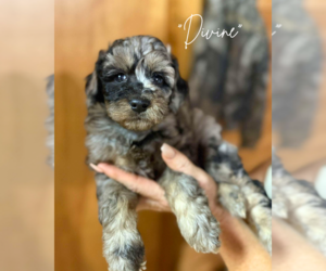 Aussiedoodle Miniature Puppy for Sale in CLEVELAND, Georgia USA