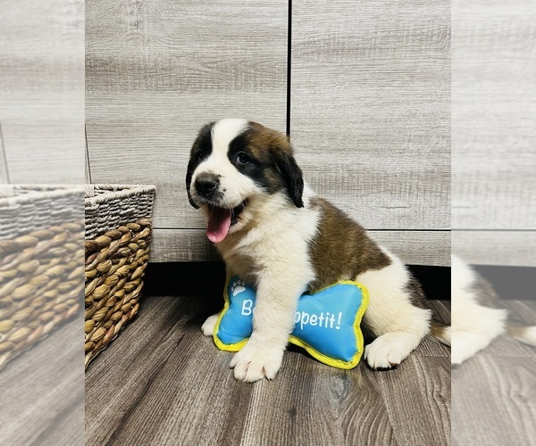 Medium Photo #20 Saint Bernard Puppy For Sale in WHITESBORO, NY, USA