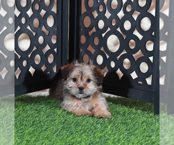 Medium Photo #3 Shorkie Tzu Puppy For Sale in MOUNT VERNON, OH, USA