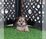 Minnie - Female Shorkie Tzu Puppy for Sale - Photo #3