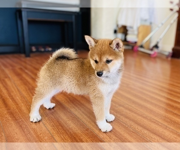Medium Photo #47 Shiba Inu Puppy For Sale in FREMONT, CA, USA