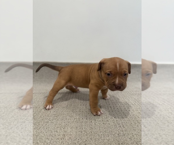 Medium Photo #11 American Bully Puppy For Sale in SPARTANBURG, SC, USA