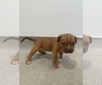 Small Photo #11 American Bully Puppy For Sale in SPARTANBURG, SC, USA