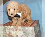 Small #4 Poodle (Toy)