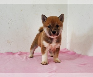 Shiba Inu Puppy for sale in CLARK, MO, USA