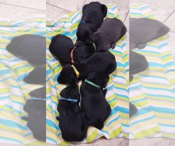 Medium Photo #182 Labrador Retriever Puppy For Sale in OLYMPIA, WA, USA