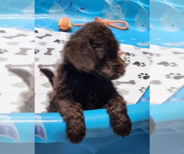 Medium Photo #2 Goldendoodle Puppy For Sale in ELLISGROVE, IL, USA