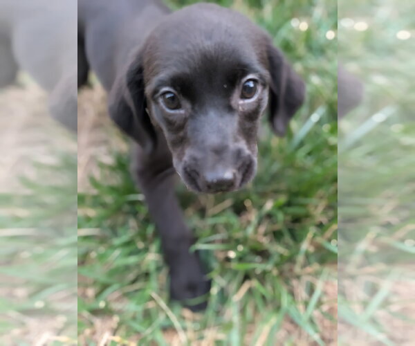 Medium Photo #1 Labrador Retriever-Unknown Mix Puppy For Sale in Holly Springs, NC, USA