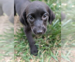 Labrador Retriever-Unknown Mix Dogs for adoption in Holly Springs, NC, USA