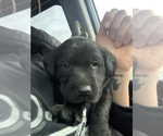 Small Photo #3 Labrador Retriever Puppy For Sale in BOONVILLE, MO, USA