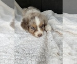 Small Photo #3 Australian Shepherd Puppy For Sale in MERIDIANVILLE, AL, USA