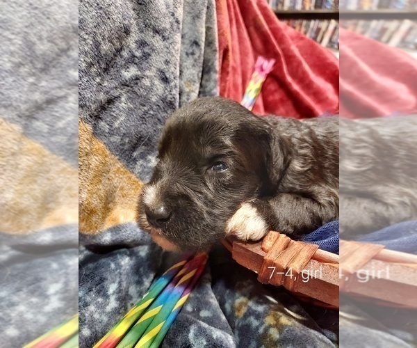 Medium Photo #74 Bordoodle Puppy For Sale in COPPERAS COVE, TX, USA