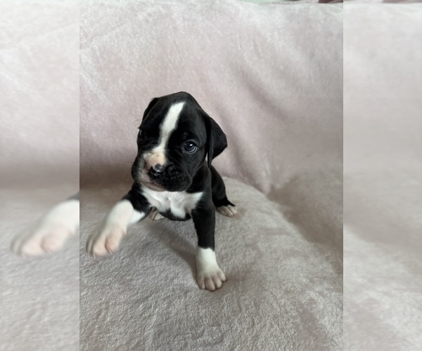 Medium Photo #3 Boxer Puppy For Sale in WESTVILLE, OK, USA