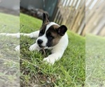 Small Photo #7 Akita Puppy For Sale in CANTONMENT, FL, USA