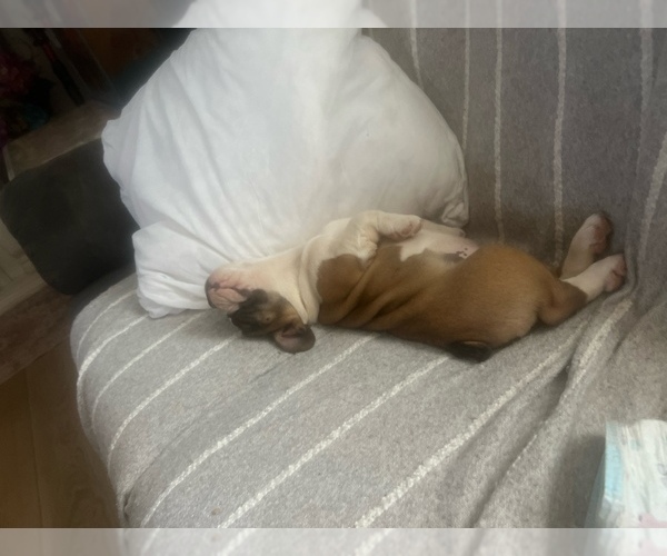 Medium Photo #14 French Bulldog Puppy For Sale in BUCKEYE, AZ, USA