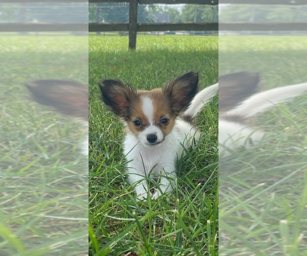 Medium Photo #1 Papillon Puppy For Sale in CANOGA, NY, USA