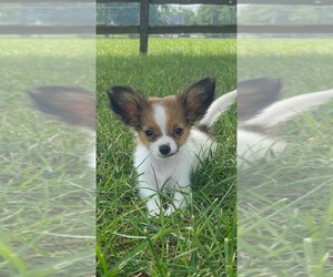 Papillon Puppy for sale in CANOGA, NY, USA