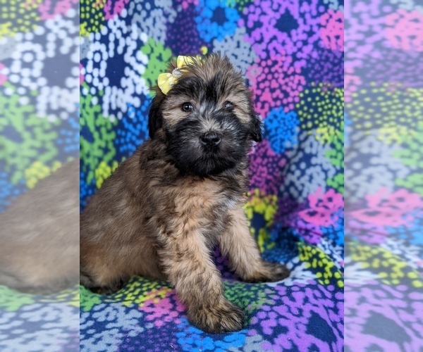 Medium Photo #2 Soft Coated Wheaten Terrier Puppy For Sale in PARADISE, PA, USA