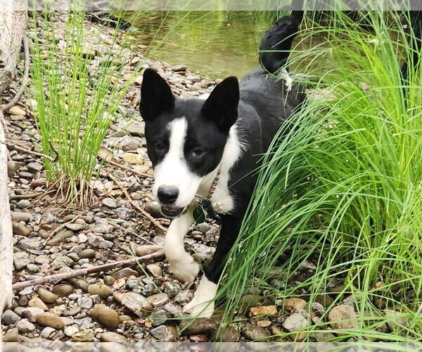 Medium Photo #3 Border Collie-Unknown Mix Puppy For Sale in Paso Robles, CA, USA