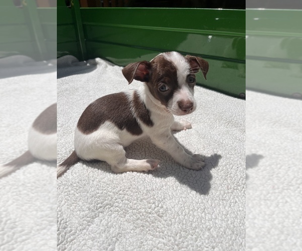 Medium Photo #10 Jack Chi Puppy For Sale in SAINT AUGUSTINE, FL, USA