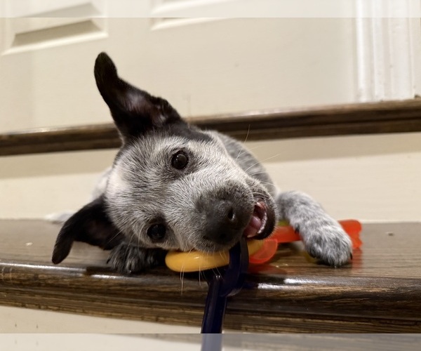 Medium Photo #1 Australian Cattle Dog Puppy For Sale in GRANT, AL, USA