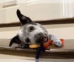 Small Australian Cattle Dog