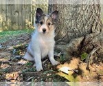 Image preview for Ad Listing. Nickname: Cedar
