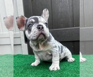 French Bulldog Puppy for sale in PRINCETON, FL, USA