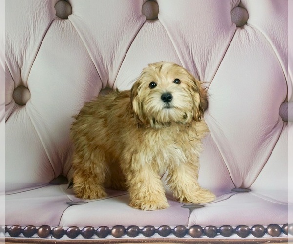 Medium Photo #3 Maltese-Poodle (Toy) Mix Puppy For Sale in WARSAW, IN, USA