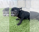 Small Photo #5 French Bulldog Puppy For Sale in HENDERSON, NV, USA