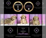 Small Photo #57 Yorkipoo Puppy For Sale in WARSAW, IN, USA