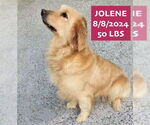 Small #3 Golden Retriever