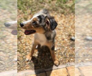 Australian Shepherd Puppy for sale in CHAPEL LAKES, FL, USA