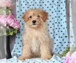 Small Photo #6 Cavapoo Puppy For Sale in RISING SUN, MD, USA