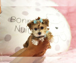Small #10 Morkie