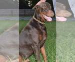 Small Photo #9 Doberman Pinscher Puppy For Sale in MONROE, NC, USA
