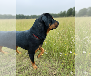 Reggie - Male Rottweiler Dog for Adoption - Photo #9