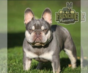 Father of the French Bulldog puppies born on 07/27/2019