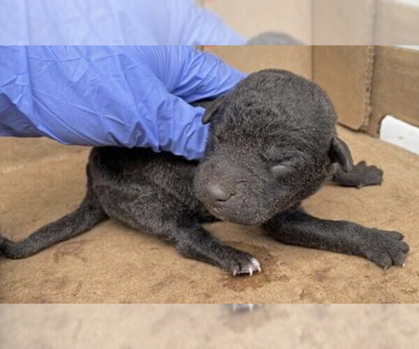 Medium Photo #1 Mutt Puppy For Sale in Houston, TX, USA