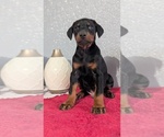 Small #6 Doberman Pinscher