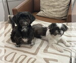 Small Photo #2 Shih Tzu-Unknown Mix Puppy For Sale in Tampa, FL, USA