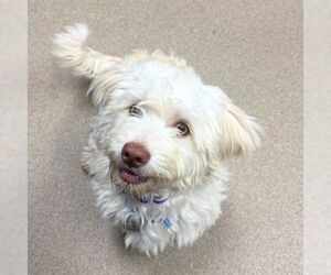 Poochon Dogs for adoption in Aurora, CO, USA
