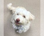 OTHO - Male Poochon Dog for Adoption - Small photo