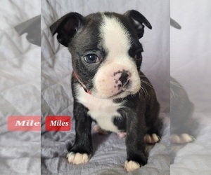 Boston Terrier Puppy for sale in POMEROY, OH, USA