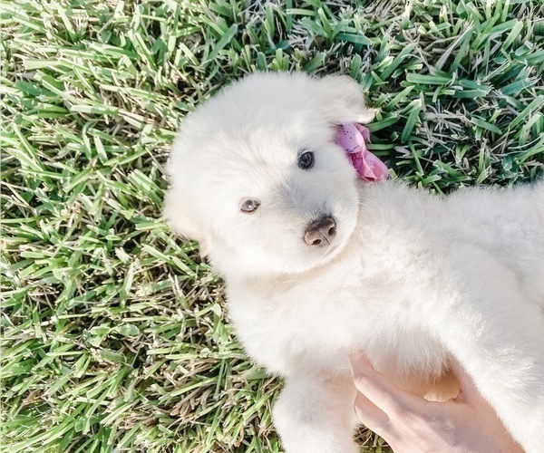 Medium Photo #14 Great Pyrenees Puppy For Sale in MCALLEN, TX, USA