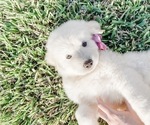 Small Photo #14 Great Pyrenees Puppy For Sale in MCALLEN, TX, USA