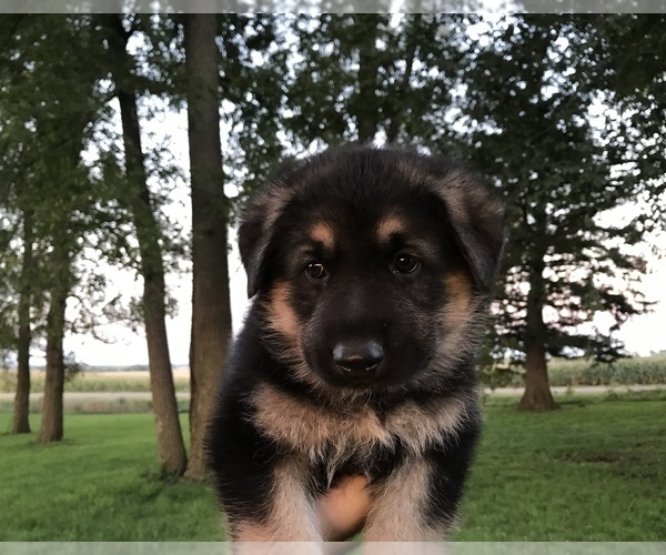 Medium Photo #1 German Shepherd Dog Puppy For Sale in APLINGTON, IA, USA