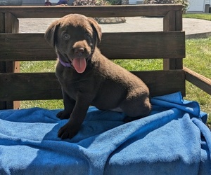 Labrador Retriever Puppy for sale in GOSHEN, IN, USA