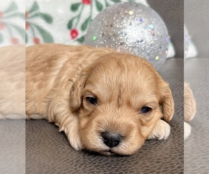 Medium Cavapoo (Miniature)