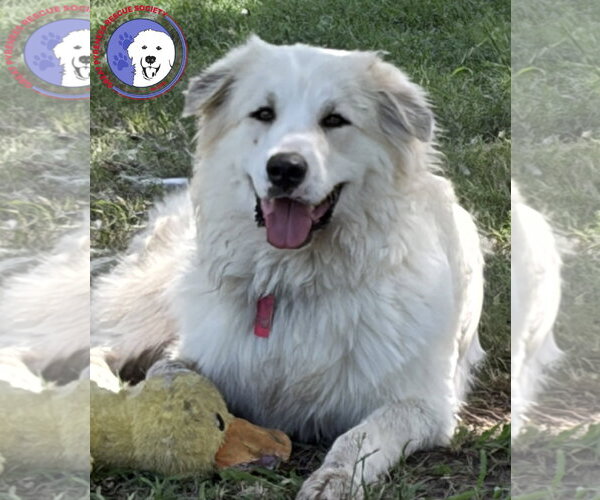 Medium Photo #1 Great Pyrenees Puppy For Sale in Spring, TX, USA